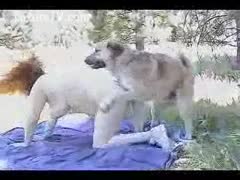 Two canines in the park screw a redhead with short hair.